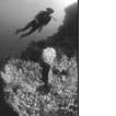 Dive